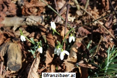 © franzibaer.at