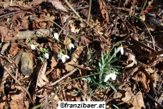 © franzibaer.at