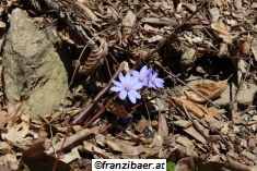 © franzibaer.at