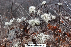 © franzibaer.at