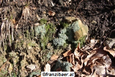 © franzibaer.at